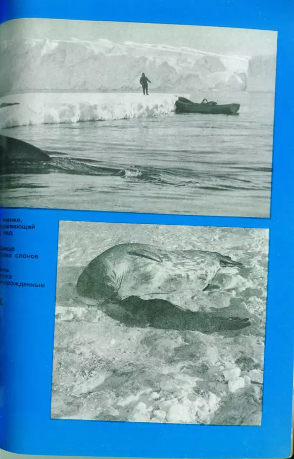 КулЛиб. Сергей Николаевич Рыбаков - Под водой в Антарктике. Страница № 142