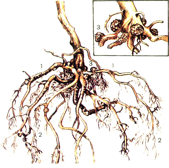 Постоял корень. Клубеньки у облепихи. Корни облепихи. Облепиха корни растения. Клубеньки нефролепсиса.